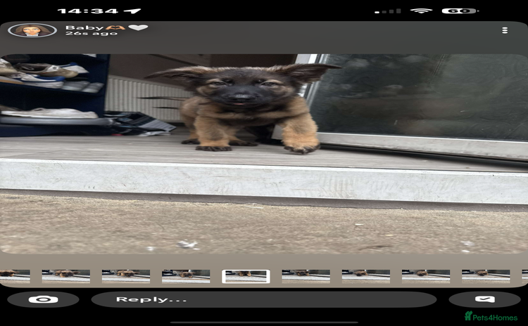 German Shepherd dogs - Advert 9