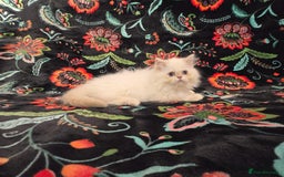 Persian cats for sale: Persian Kittens  - Image 11
