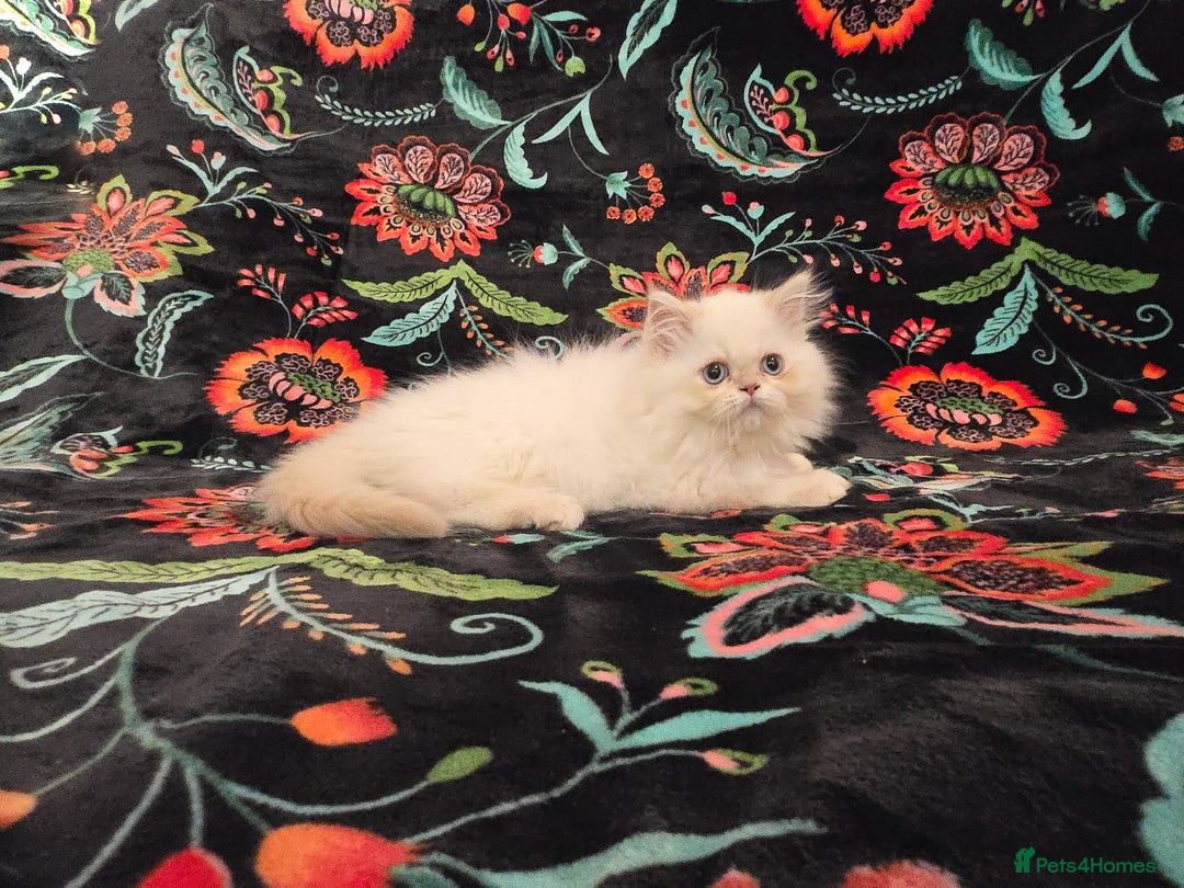 Persian cats for sale: Persian Kittens  - Image 11