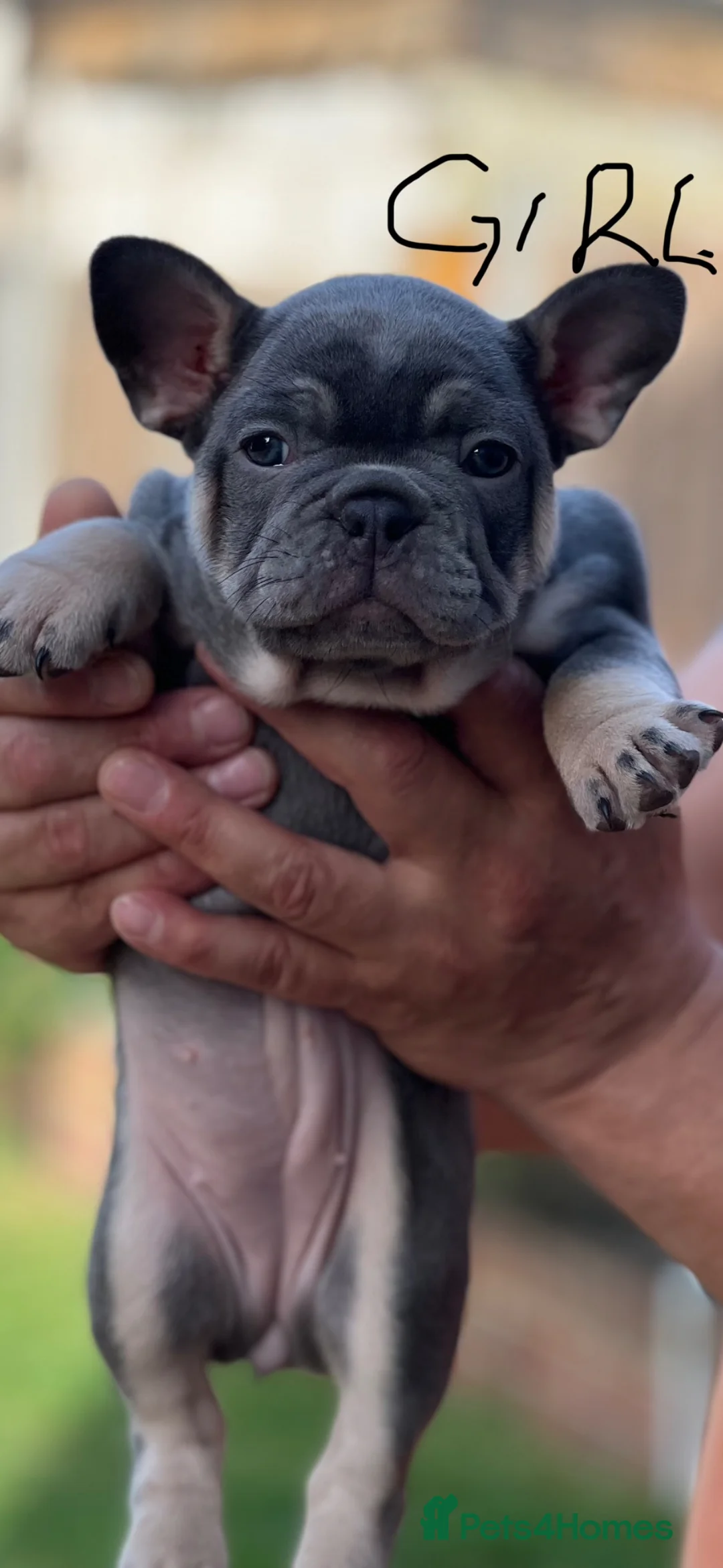 French Bulldog dogs for sale: French bulldogs puppies  in Dagenham - Advert 2