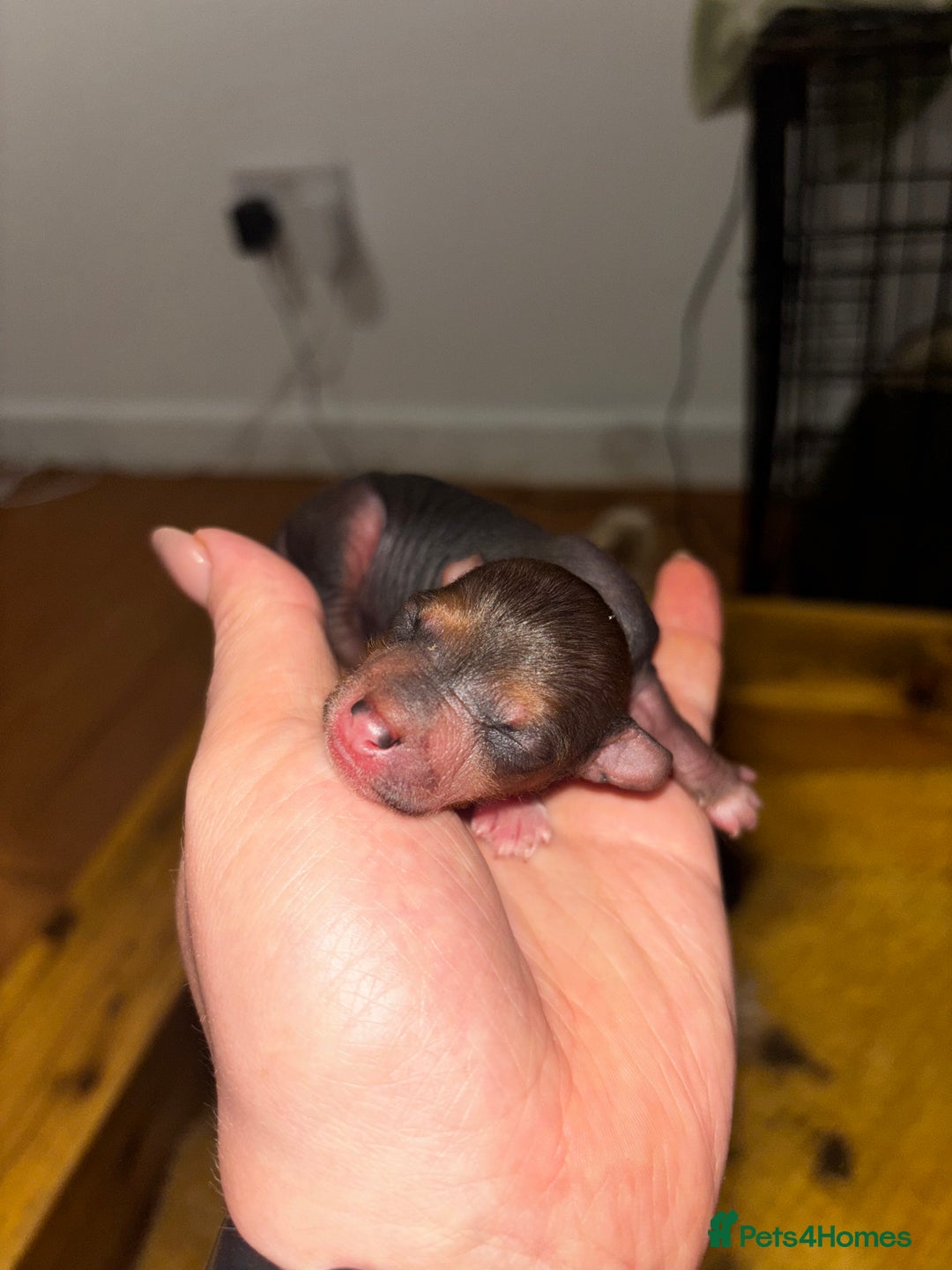 Chinese Crested dogs for sale: Chinese crested powderpuff ready September 12th - Image 8