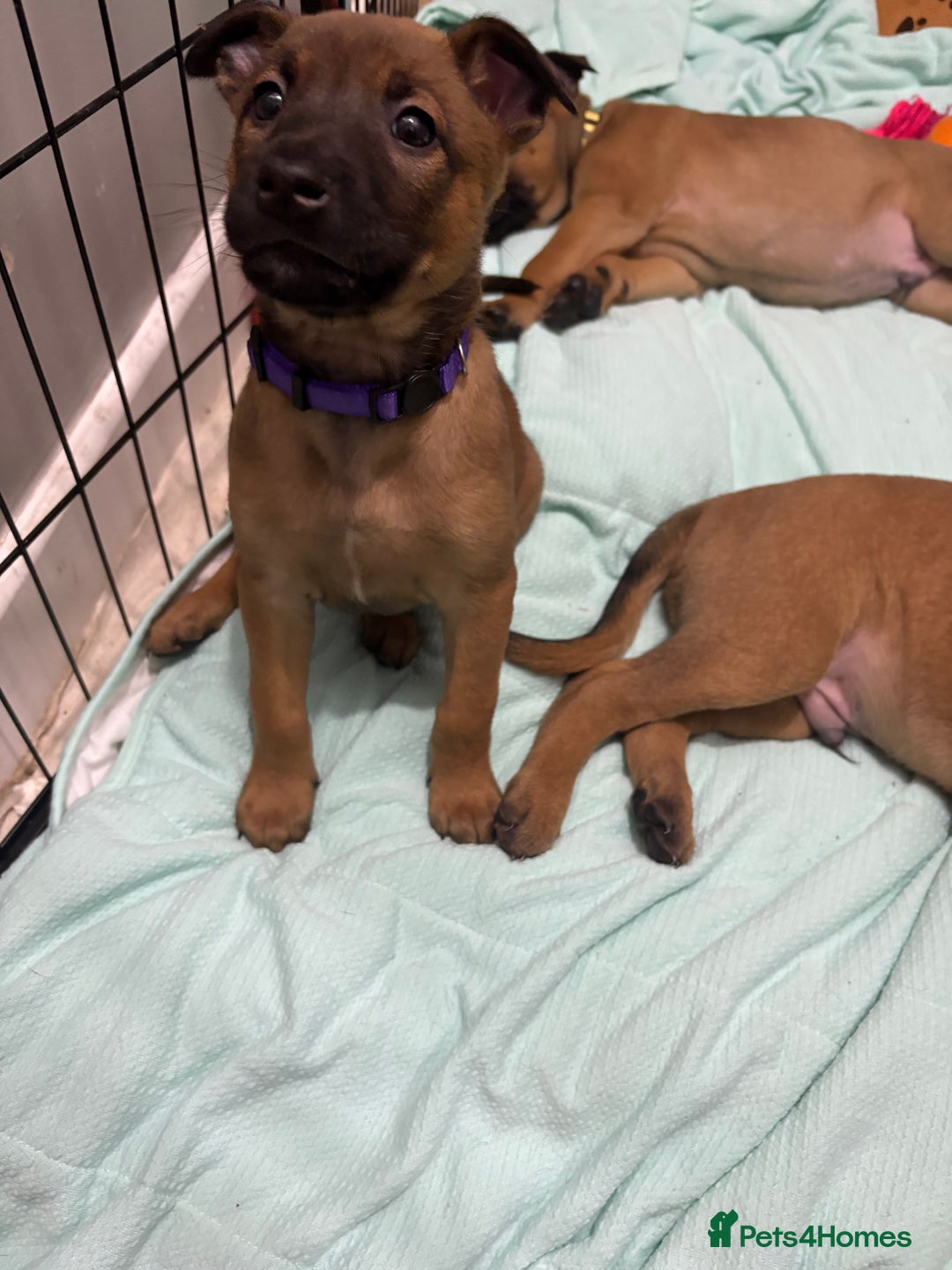 Mixed Breed dogs for sale: Belgian mali cross bullgreyhound PUPPIES  - Advert 40