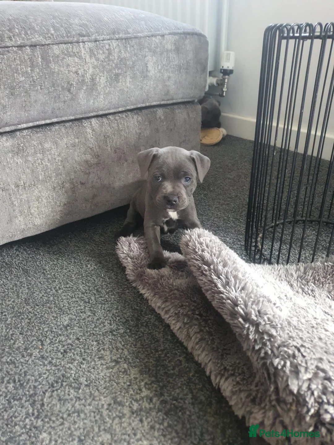 Staffordshire Bull Terrier dogs for sale: ⭐️Blue staffy pups ⭐️ Ready for new home 10 April - Advert 2