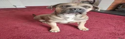 Cane Corso dogs for sale: Diesel  - Advert 11