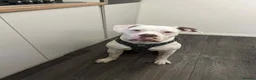 American Bulldog dogs for stud: American Bulldog Import For Stud - Advert 8