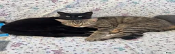 Mixed Breed cats for sale: Kittens for sale - Advert 1