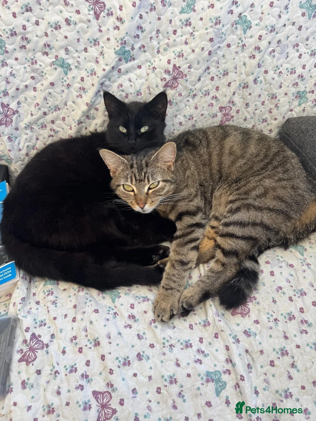 Mixed Breed cats for sale: Kittens for sale - Advert 1
