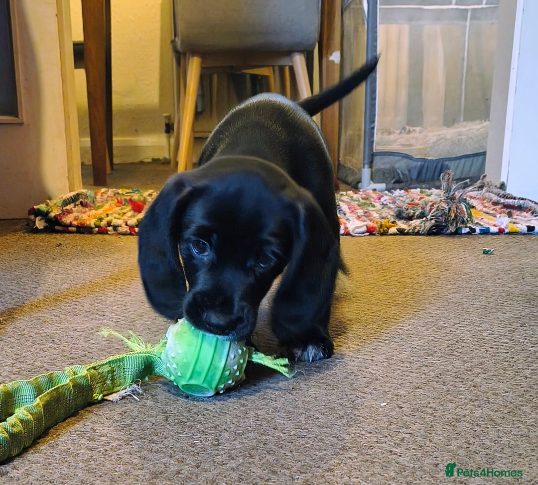 Bocker dogs for sale: Last Bocker male pup left - Advert 5