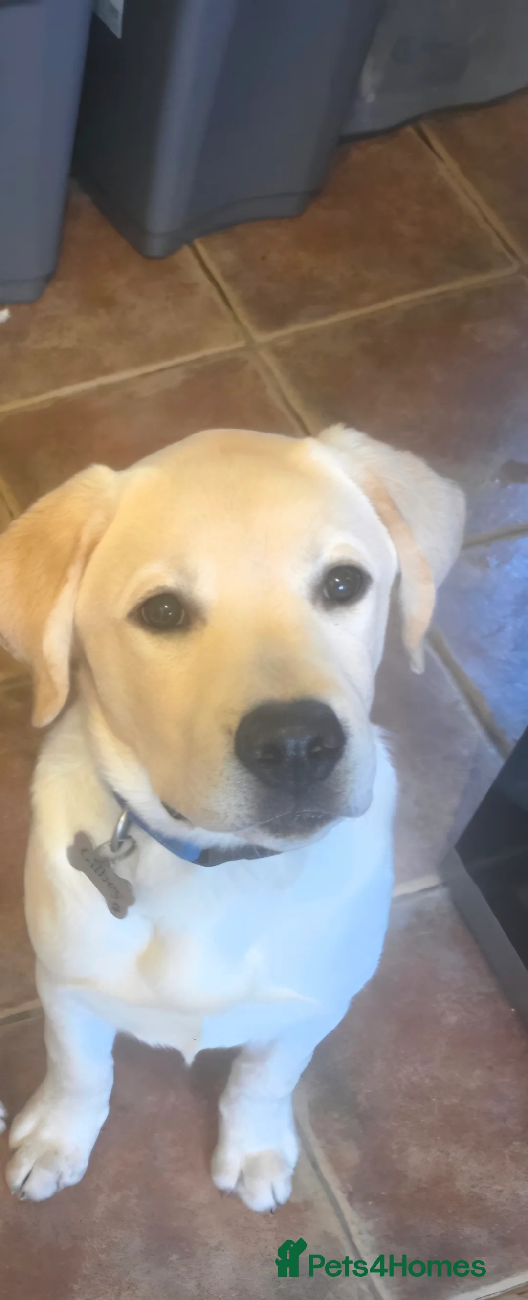 Labrador Retriever dogs for sale: Lovely male Labrador  - Advert 2