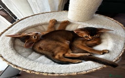 Abyssinian cats for sale: Pure Abyssinian kittens 💝 - Image 17