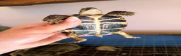 Tortoise reptiles for sale: Russian horsefield tortoise 2 years old full setup - Advert 2