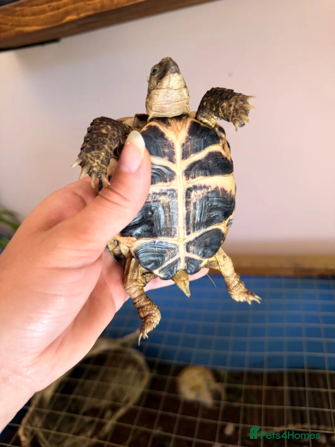Tortoise reptiles for sale: Russian horsefield tortoise 2 years old full setup - Advert 2