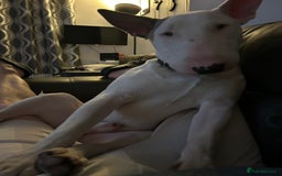 English Bull Terrier dogs for sale: English bull terrier - Image 4