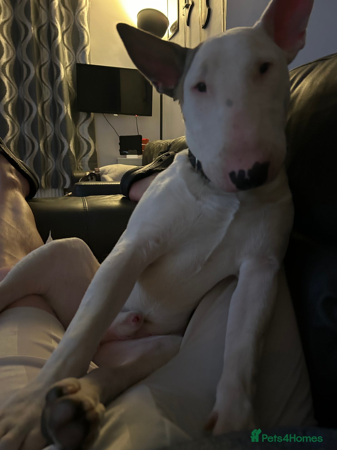 English Bull Terrier dogs for sale: English bull terrier - Image 4