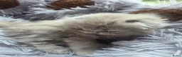 Scottish Fold cats for sale: Kittens Scottish lilac and blue fold fluffy boys in Nottingham - Advert 24