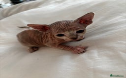 Sphynx cats for sale: Sphinx kittens  - Image 9