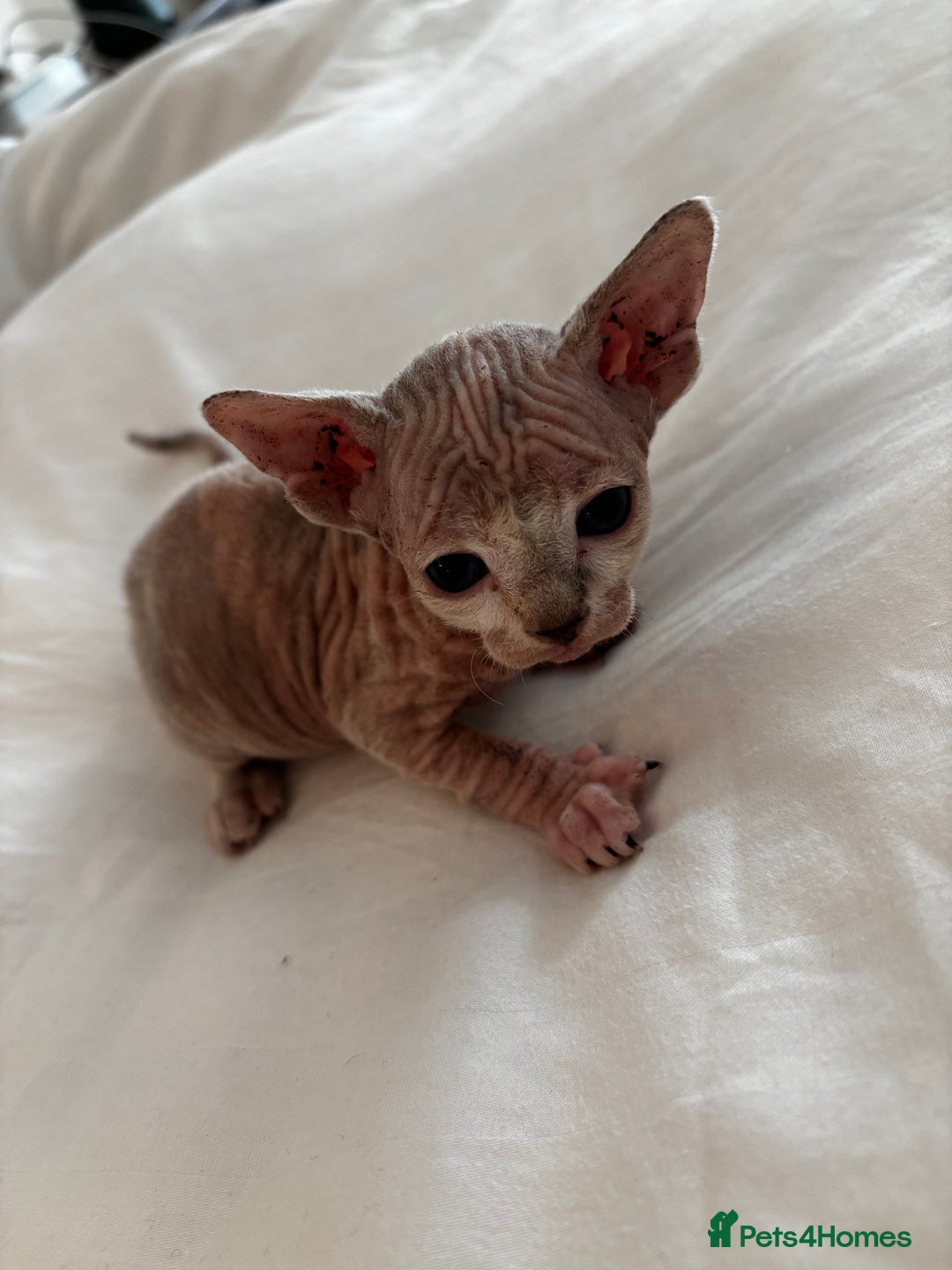 Sphynx cats for sale: Sphinx kittens  - Image 9