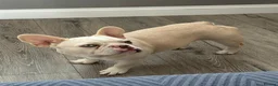 French Bulldog dogs for sale: Beautiful  French Bulldog Puppy - Advert 9
