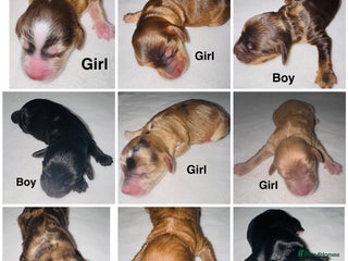 Cockapoo dogs Extensive DNA Tested cockapoo pups, Read 5th Feb - Advert 5