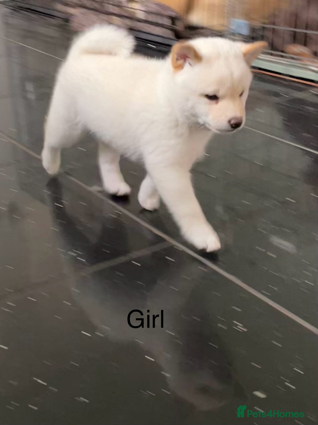 Japanese Shiba Inu dogs for sale: Health Tested Japanese Shiba Inu Puppies - Image 2