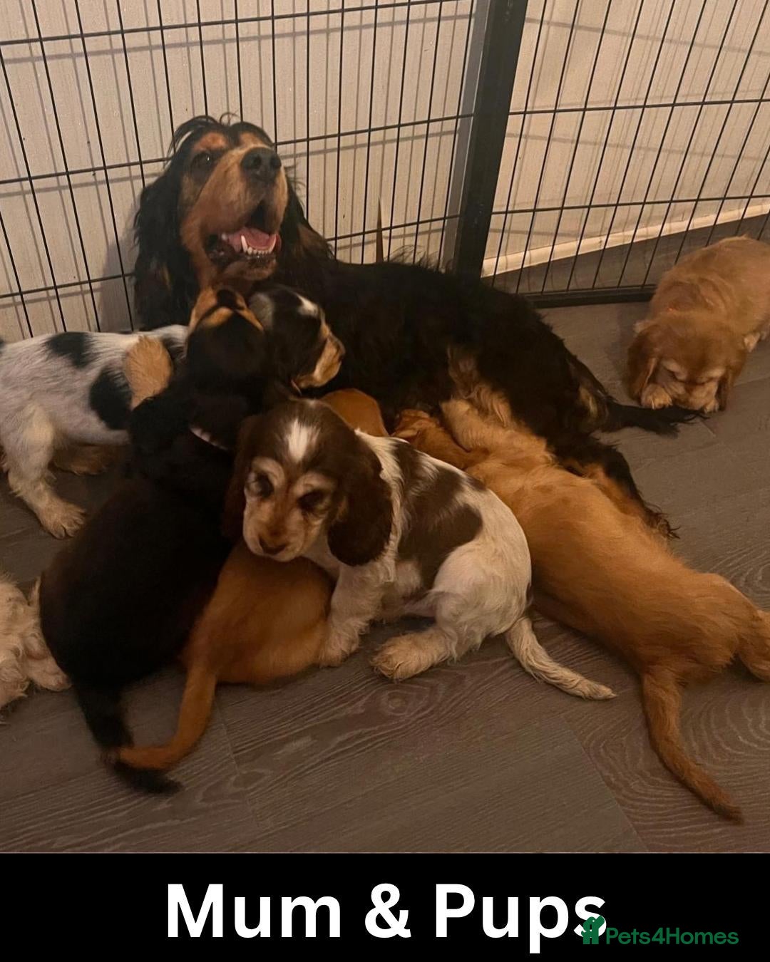 Cocker Spaniel dogs Quality, Show Type, Cocker Spaniel Puppies - Advert 1