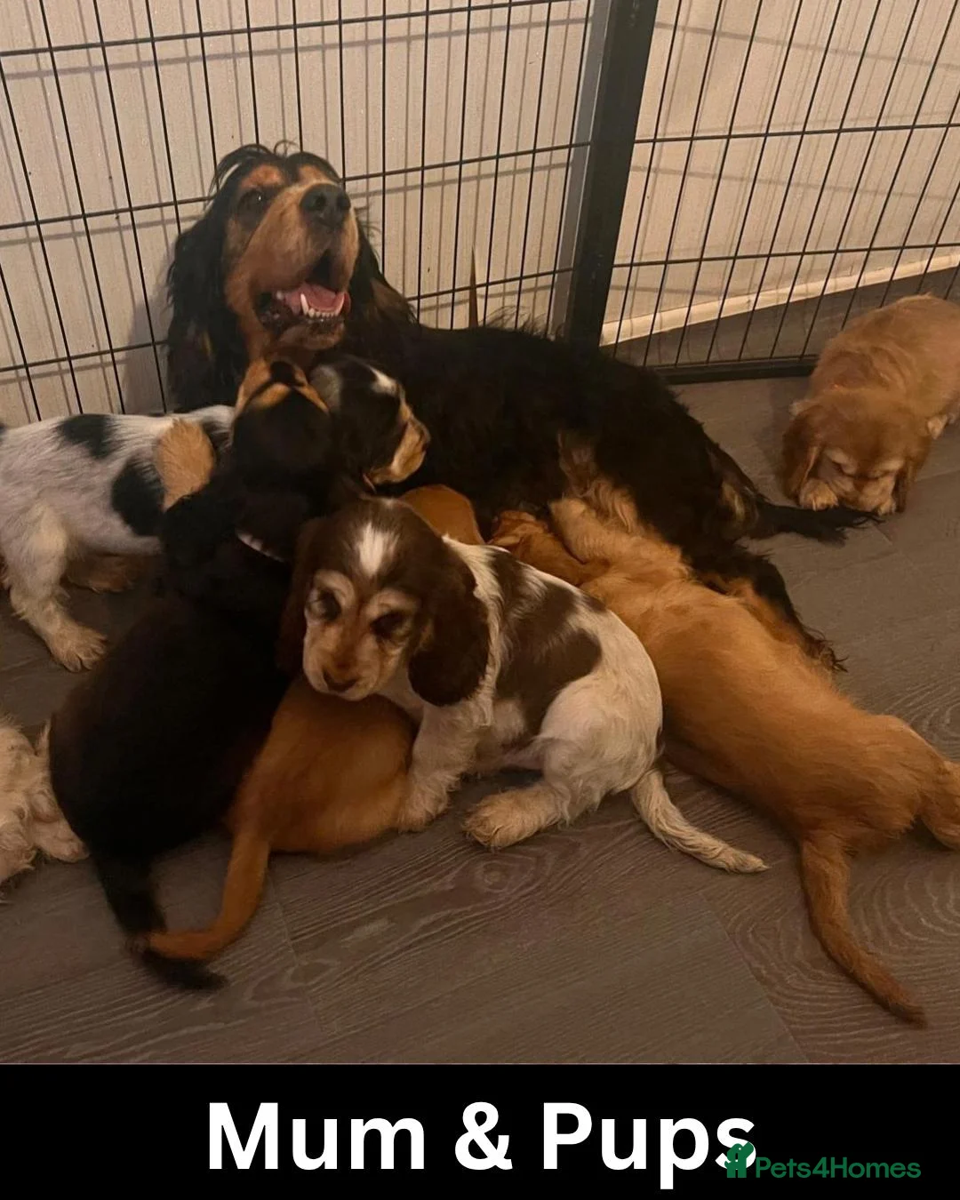 Cocker Spaniel dogs for sale: Quality, Show Type, Cocker Spaniel Puppies - Advert 20