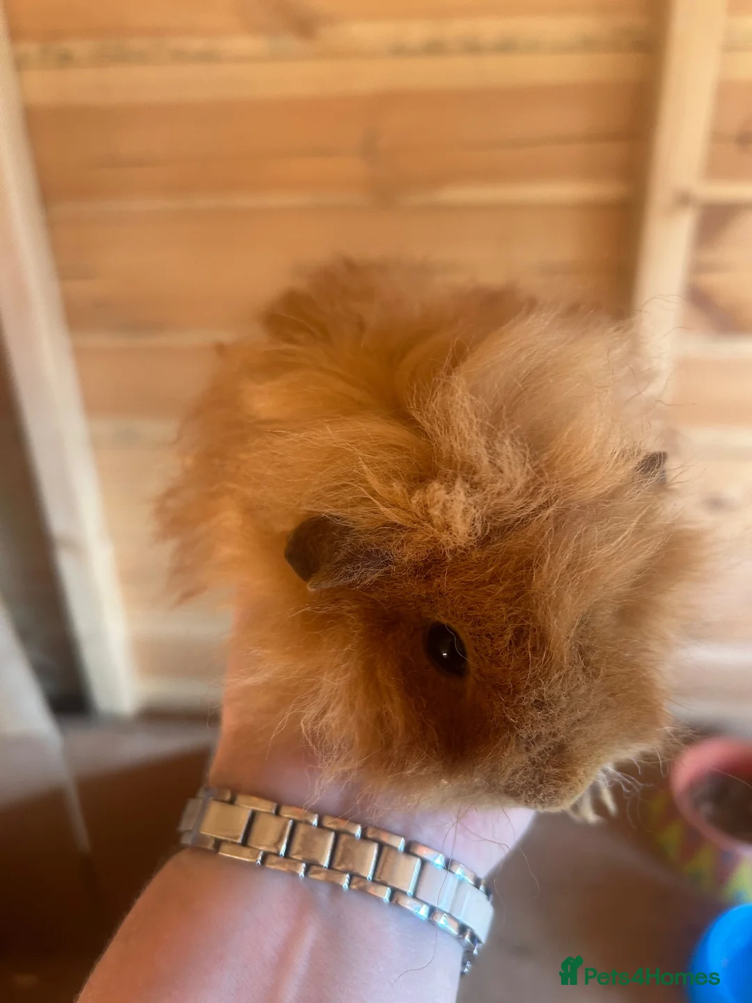 Guinea Pig rodents for sale: male longhaired Guineapigs  - Advert 1