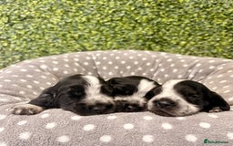 Cocker Spaniel dogs for sale: 🖤🤍 KC REG Show Cocker Spaniel Puppies For Sale - Advert 16