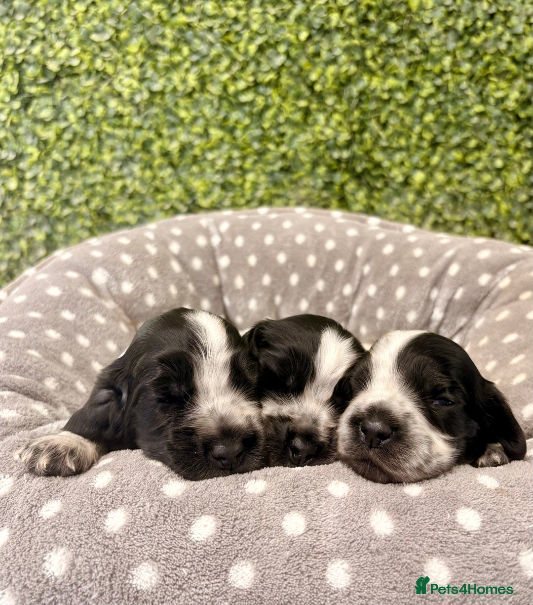 Cocker Spaniel dogs for sale: 🖤🤍 KC REG Show Cocker Spaniel Puppies For Sale - Advert 16