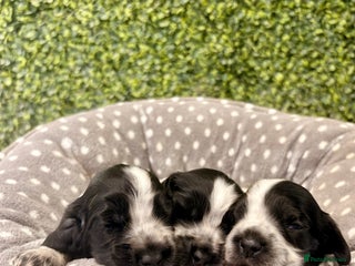 Cocker Spaniel dogs 🖤🤍 KC REG Show Cocker Spaniel Puppies For Sale - Advert 2