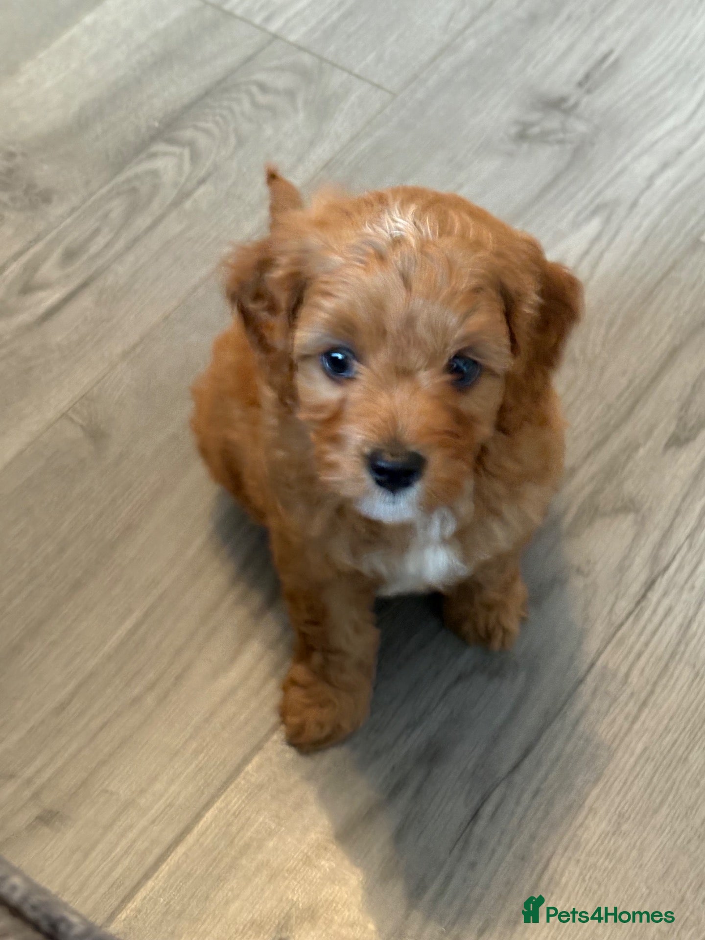 Cavapoo dogs Cavapoo puppies  - Advert 1