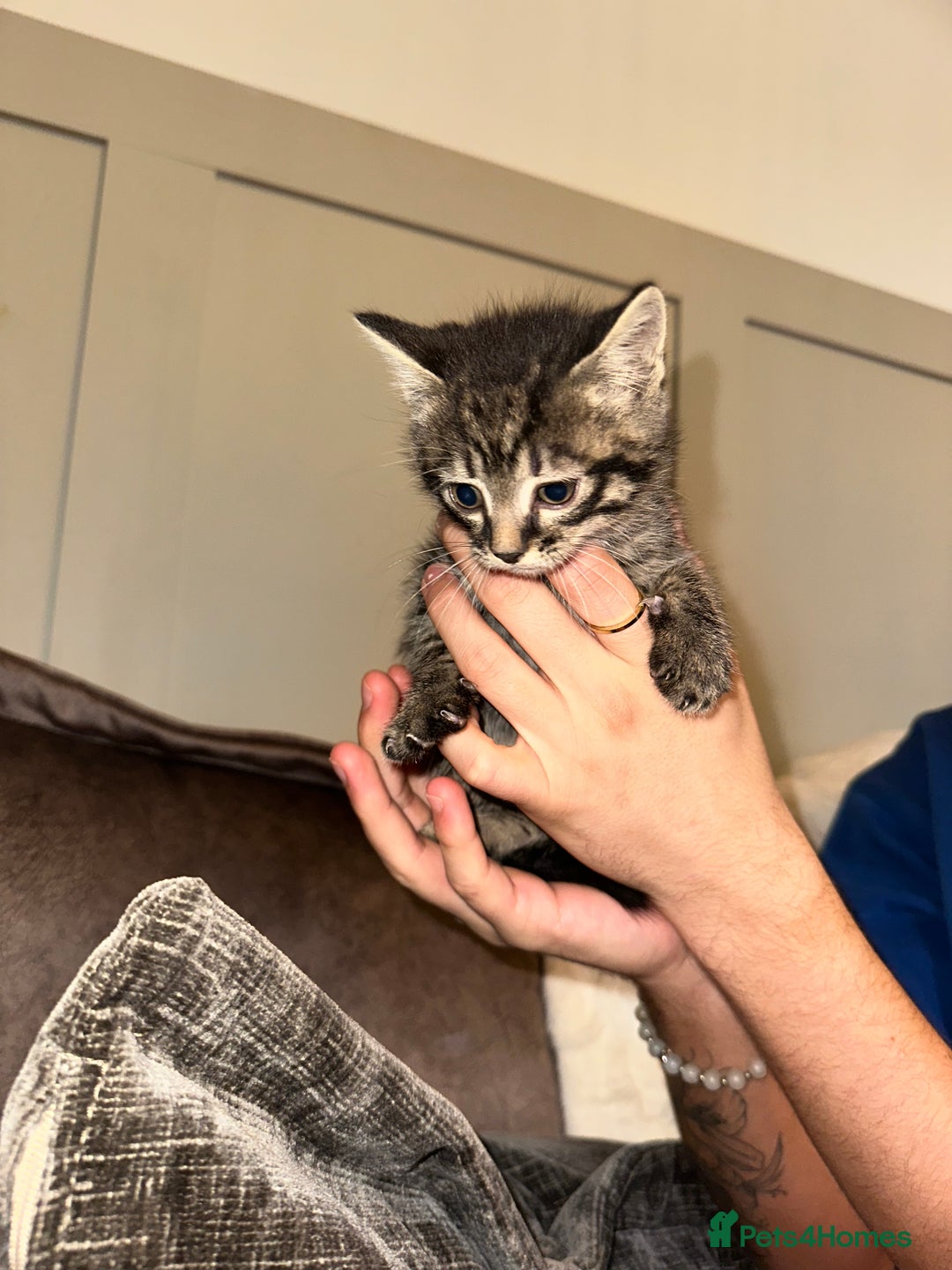 Domestic Shorthair cats for sale: Kittens  - Image 4