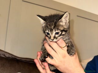 Domestic Shorthair cats - Advert 3