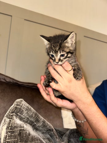 Domestic Shorthair cats - Advert 3