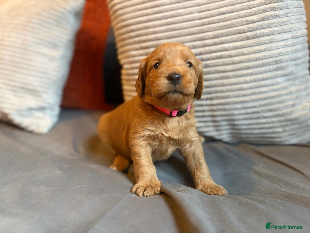 Labradoodle dogs for sale: Fox Red F1 Miniature Labradoodles  - Advert 28