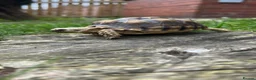 Tortoise reptiles for sale: Sulcata Tortoise  - Advert 2