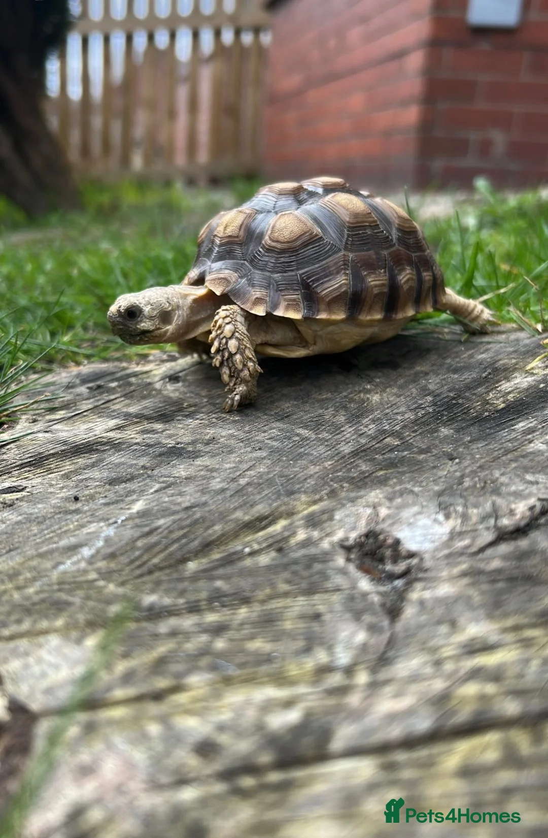 Tortoise reptiles for sale: Sulcata Tortoise  - Advert 2