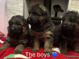 German Shepherd dogs Outstanding long haired Gsd pups for sale - Advert 16