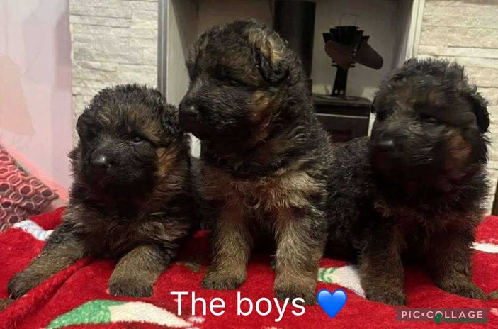 German Shepherd dogs Outstanding long haired Gsd pups for sale - Advert 14