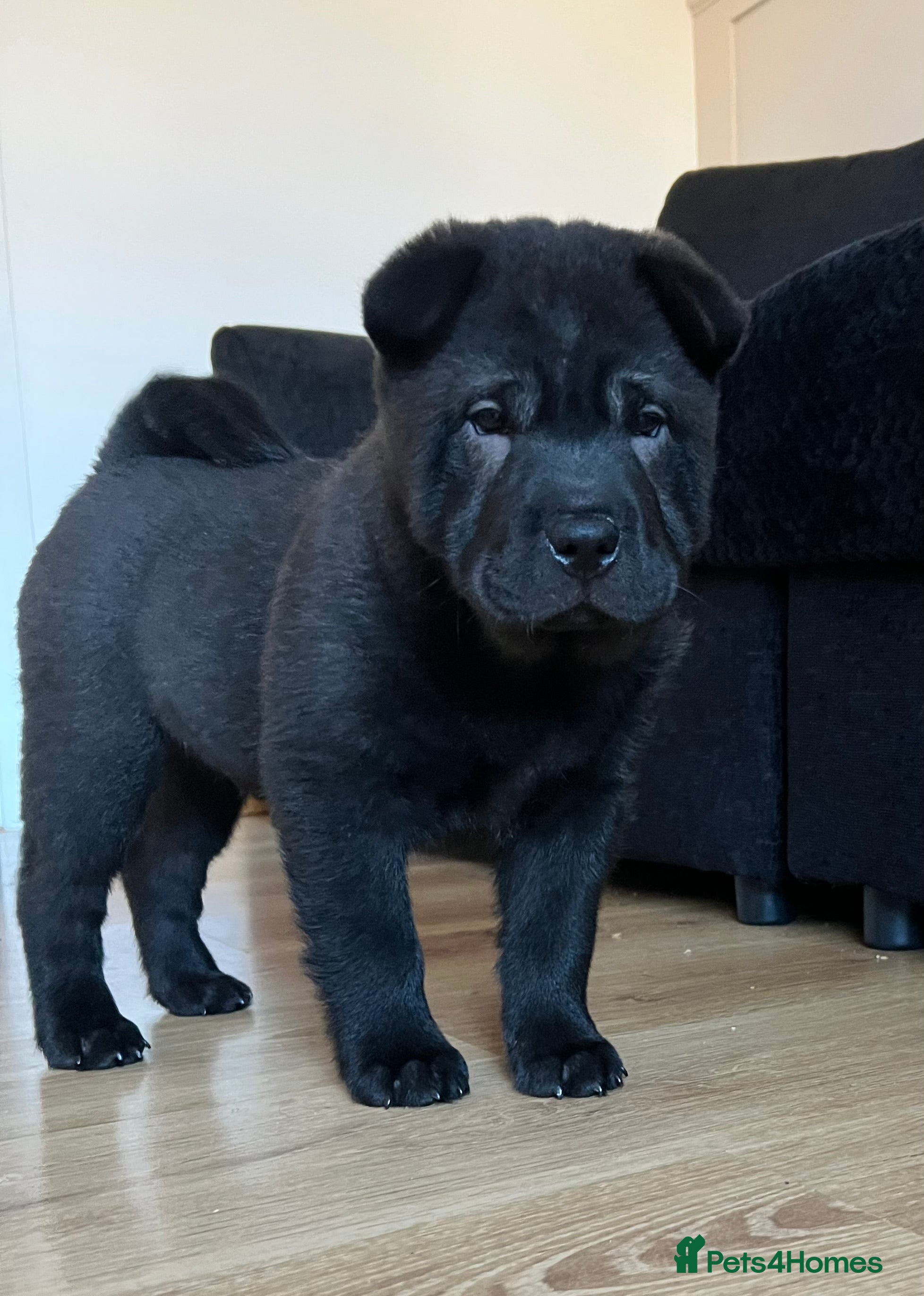 Mixed Breed dogs ChowPei Pups  - Advert 12