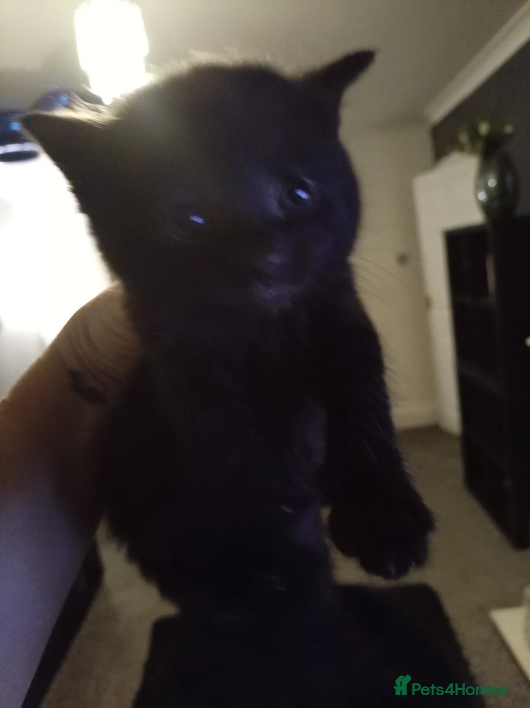 Mixed Breed cats for sale: 2 boys and I girl  - Advert 3