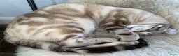 Keetso cats for sale: Keetso Female snow leopard  - Advert 4