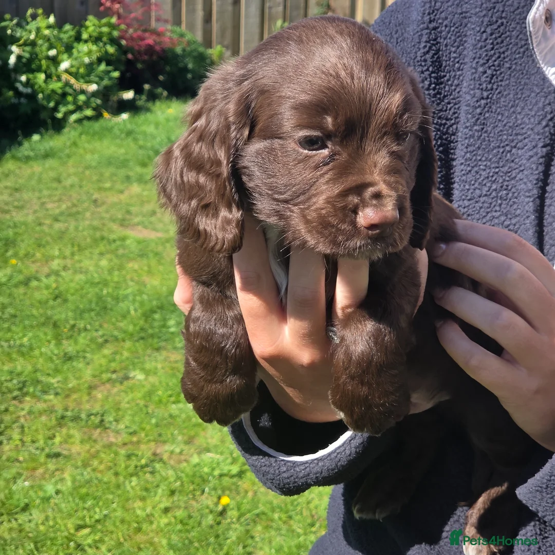 Cocker Spaniel dogs for sale: Cocker Spaniel Puppies in Launceston - Advert 1