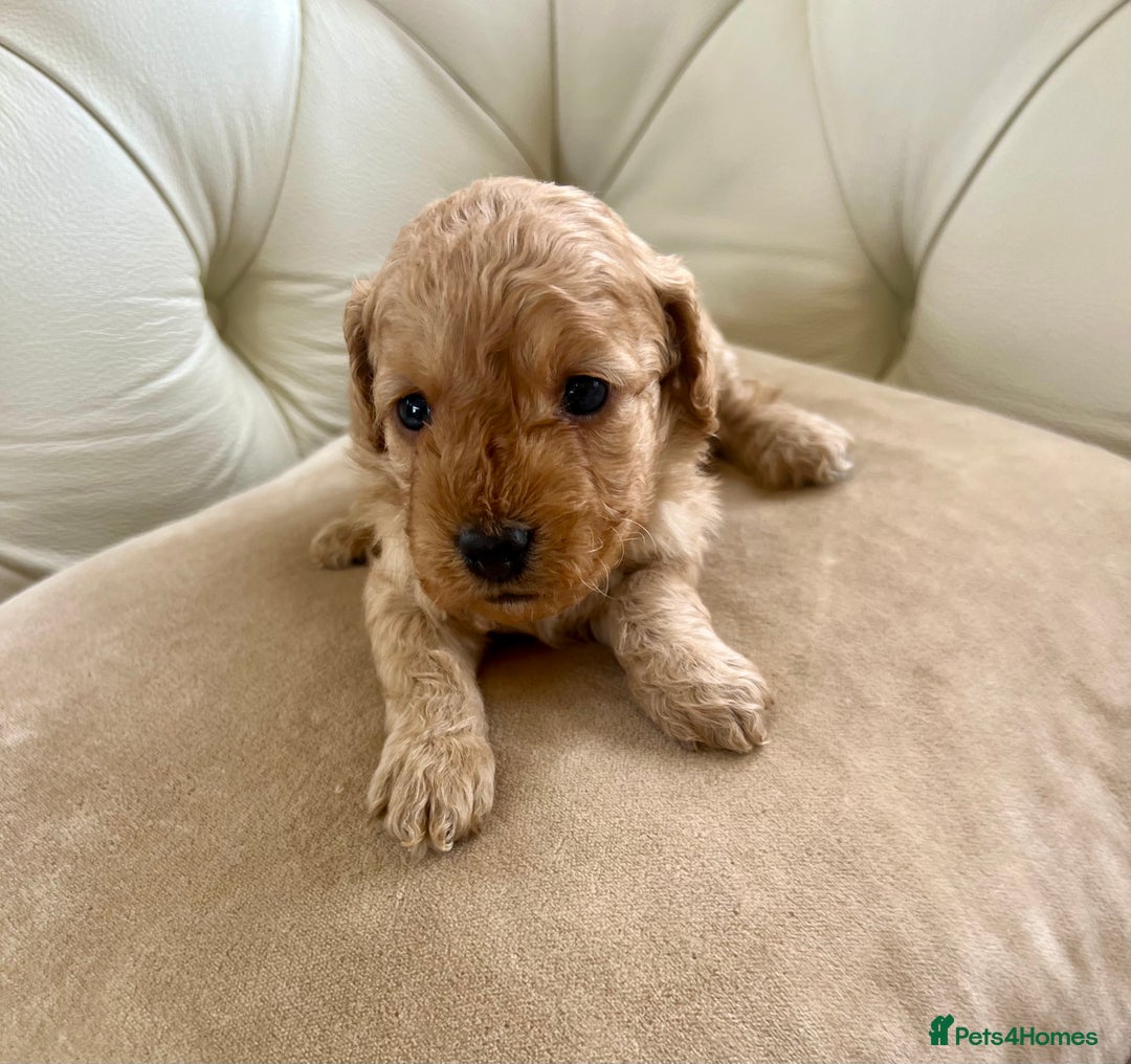 Cockapoo dogs for sale: 4⭐️Licensed Breeder Cockapoo Puppies - Image 19