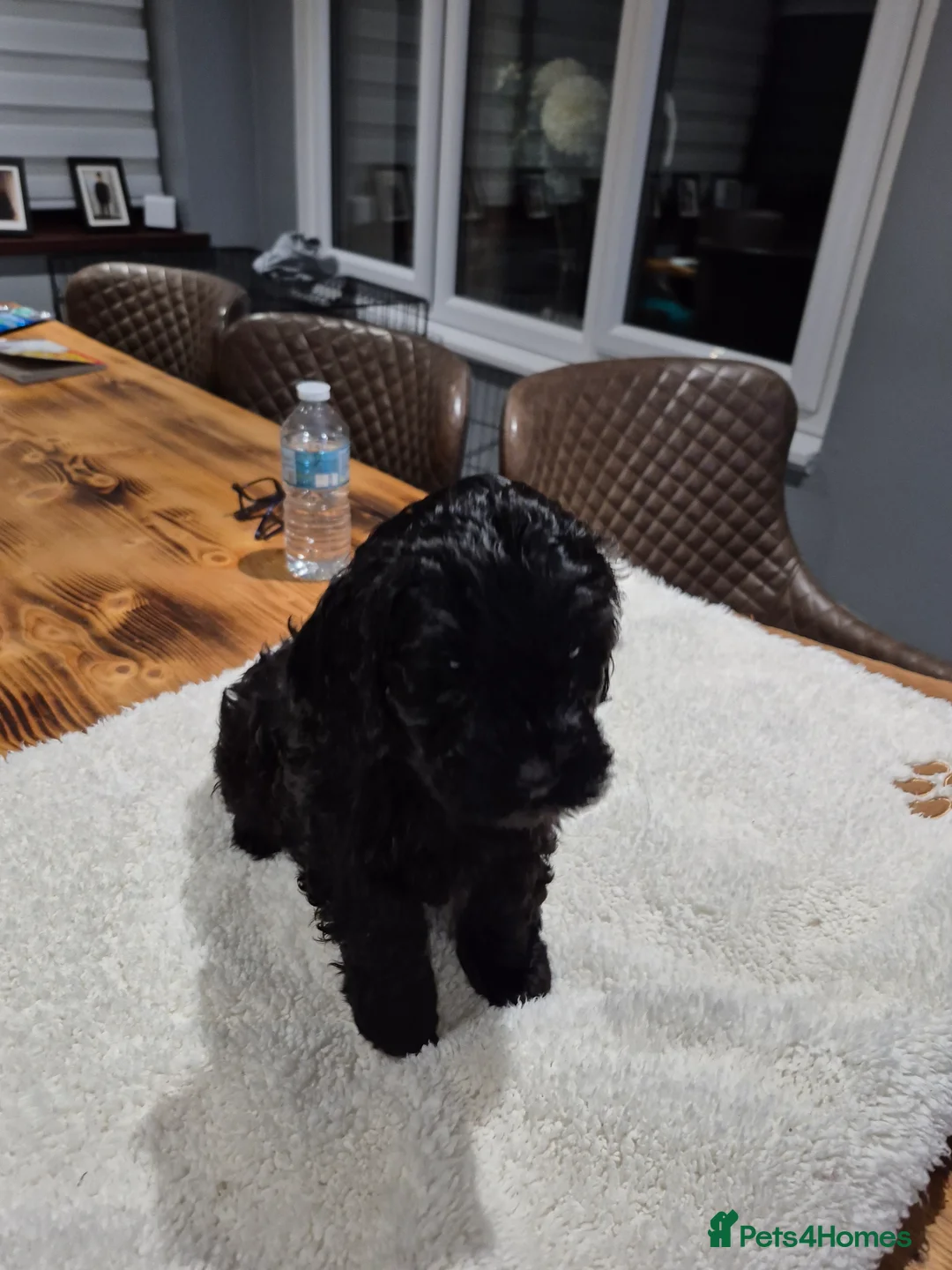 Cockapoo dogs for sale: F1b cockapoo puppies - Advert 6