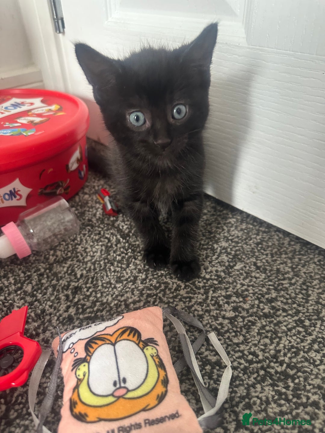 Mixed Breed cats for sale: Four beautiful kittens - Image 4