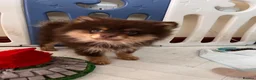 Pomeranian dogs for sale: SUPER FLUFFY Pomeranians ready to leave NOW - Advert 21