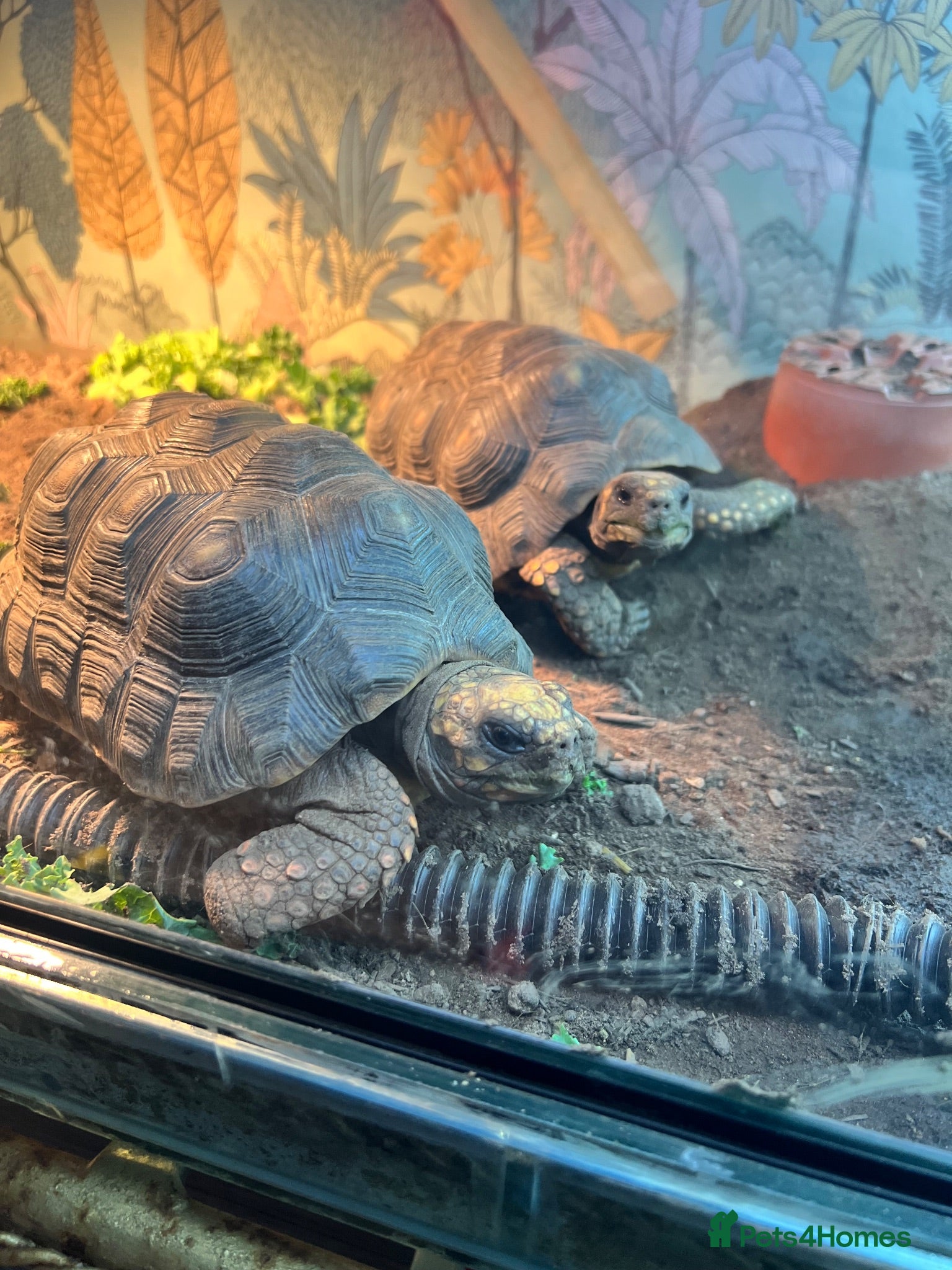 Tortoise reptiles Male and female redfoot tortoises  - Advert 1
