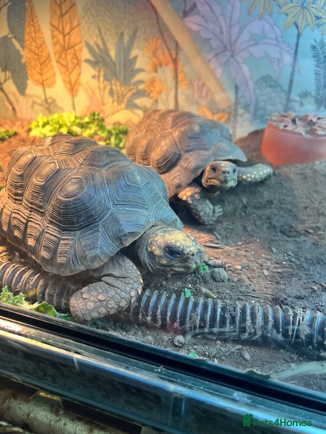 Tortoise reptiles for sale: Male and female redfoot tortoises  - Advert 1