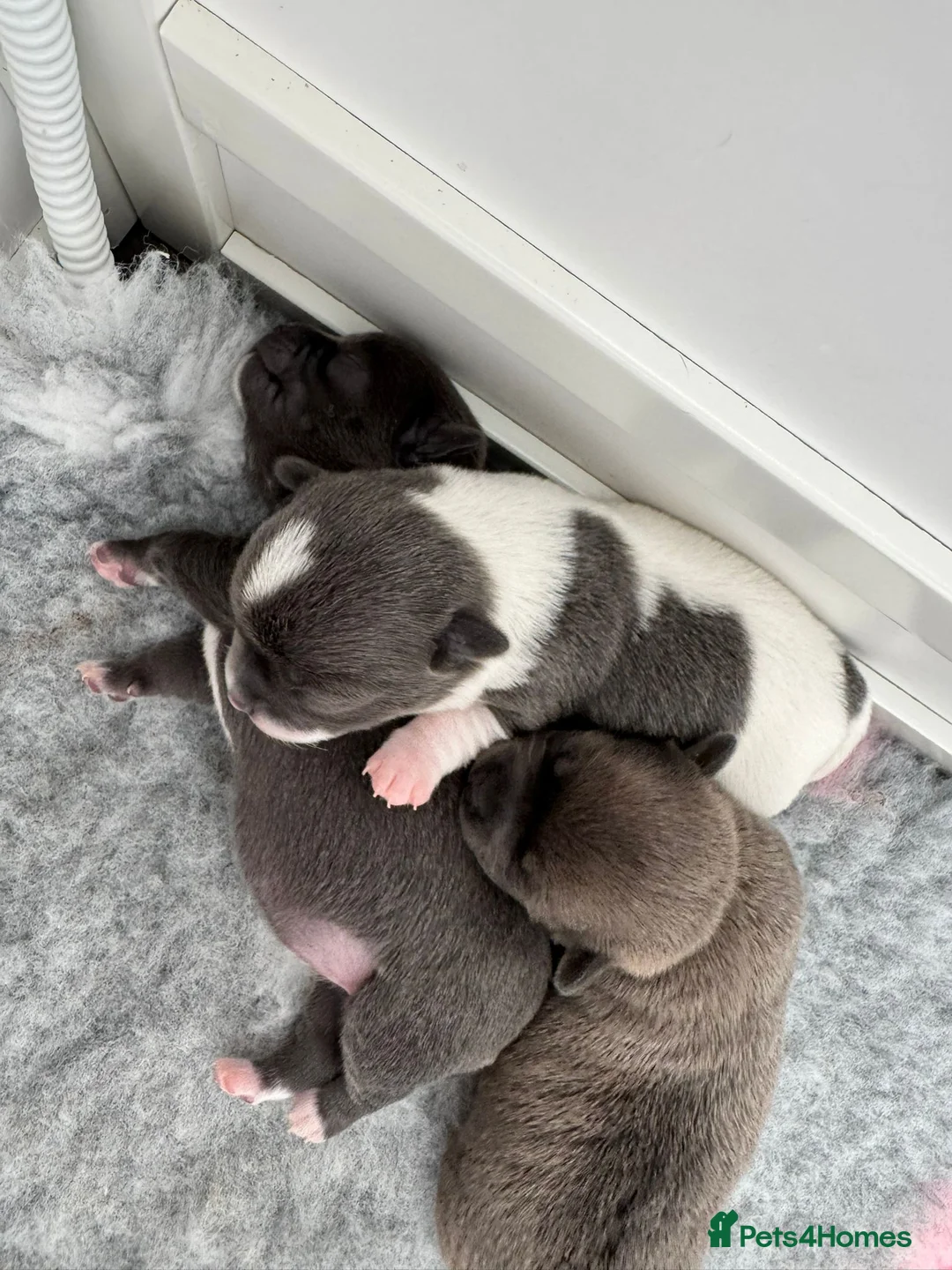 Chihuahua dogs for stud: Quality Russian import LC KC for stud in Torquay - Advert 8